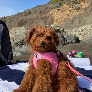 Meet your Posher, Skylar